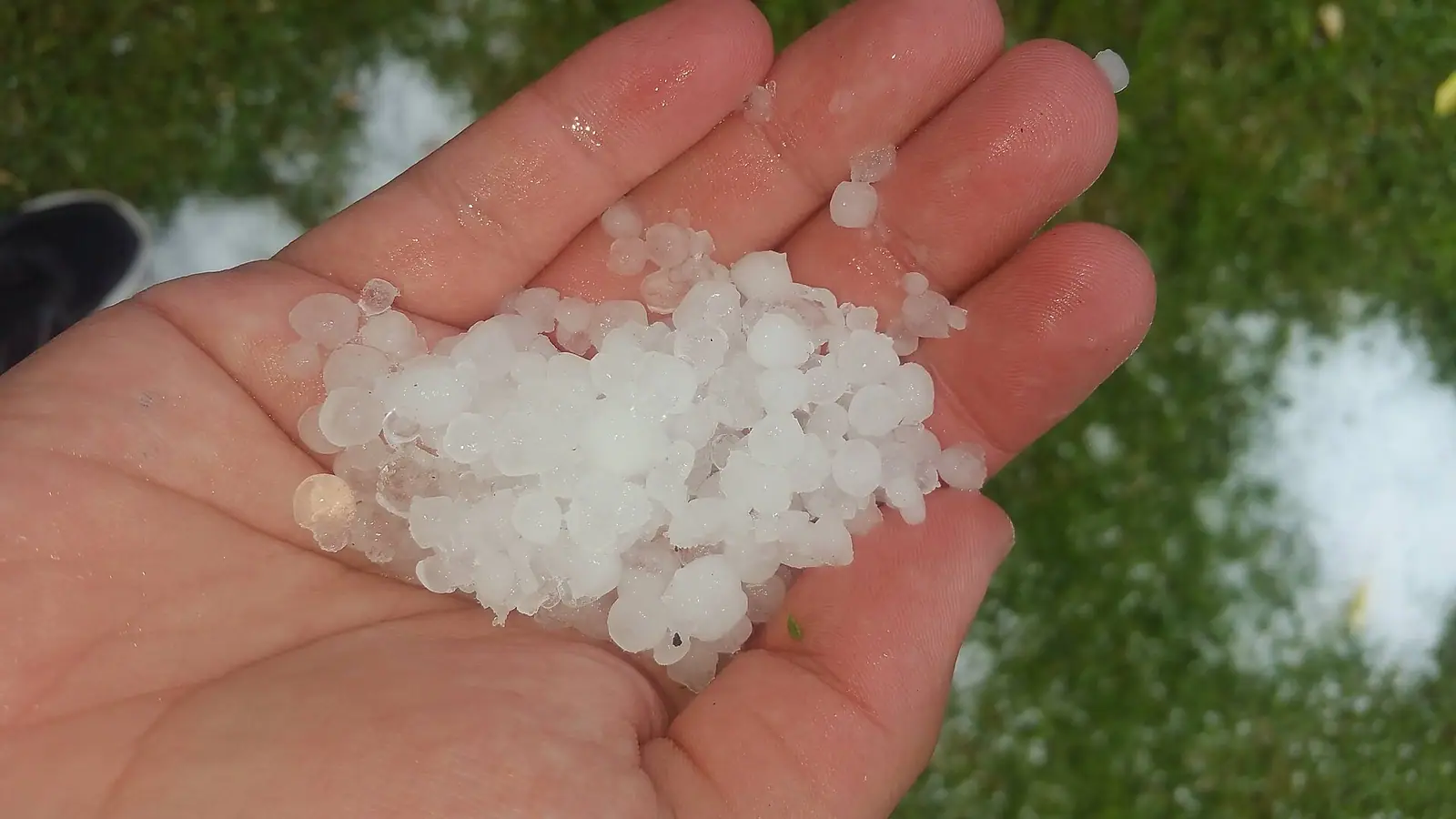 A handful of hailstones collected after a storm (stock photo)