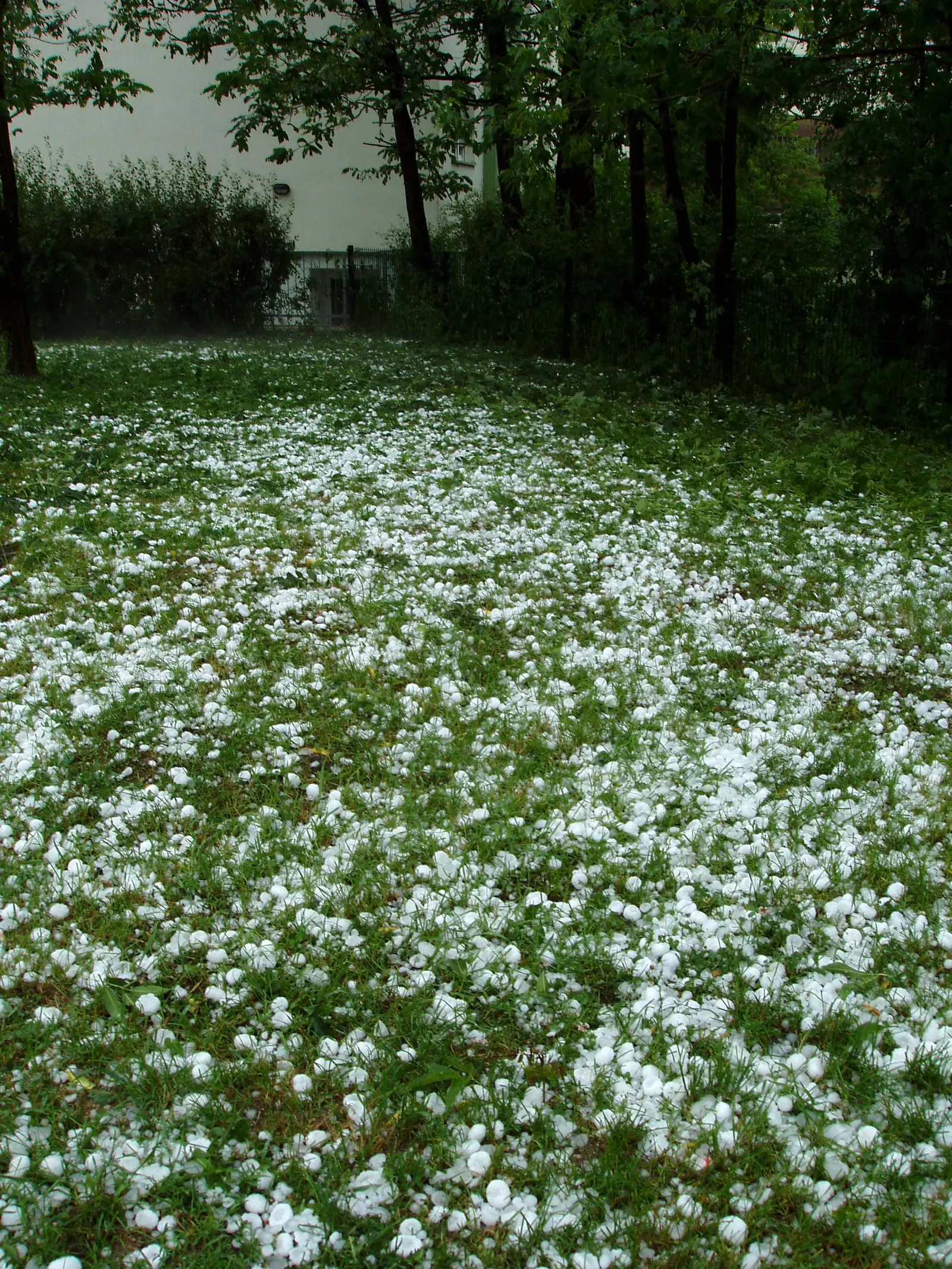 Hailstones covering a lawn after a storm (stock photo)